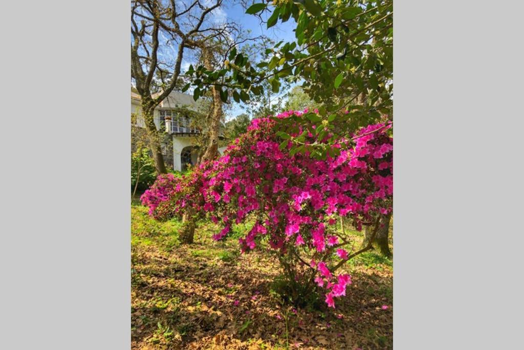 Quinta Biologica, Com Vista, Na Serra De Sintra Exteriér fotografie