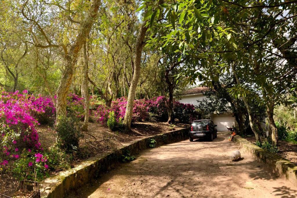Quinta Biologica, Com Vista, Na Serra De Sintra Exteriér fotografie