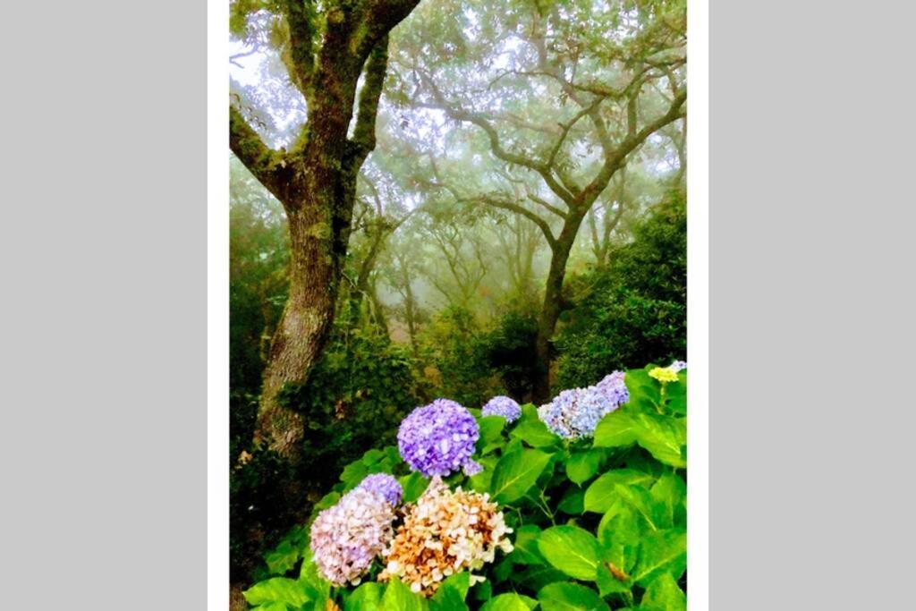 Quinta Biologica, Com Vista, Na Serra De Sintra Exteriér fotografie