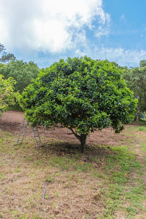 Quinta Biologica, Com Vista, Na Serra De Sintra Exteriér fotografie