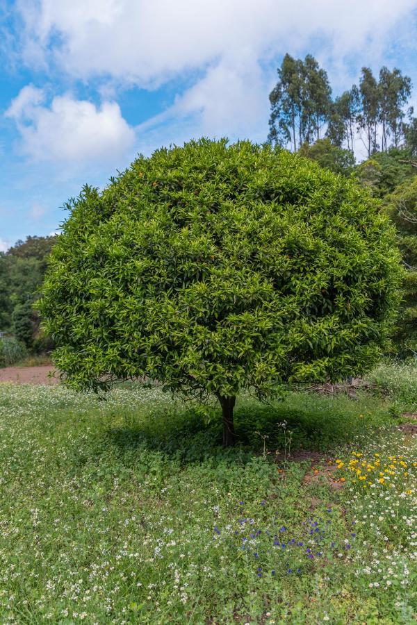 Quinta Biologica, Com Vista, Na Serra De Sintra Exteriér fotografie
